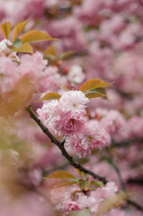 Blooming flowers sakura
