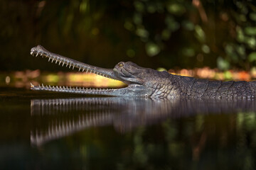 Indian Gharial, Gavialis gangeticus, open muzzle mouth in the water. mouth with many teeth, India. Wildlife animal scene from nature. Detail of crocodile from Asia. Wildlife nature.