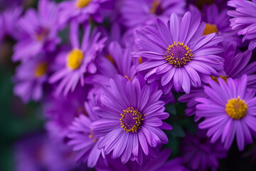 Fototapeta premium In a vibrant field bursting with life, clusters of purple and yellow flowers sway gently in the breeze, their petals unfurling like delicate brushstrokes against the canvas of green foliage.