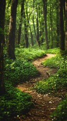 Serene forest pathway in sunlight