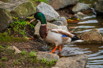 duck quacking beside the lake
