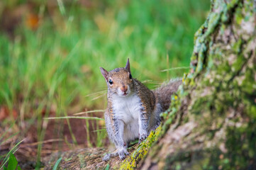 squirrel in the forest