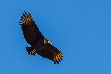 eagle in flight