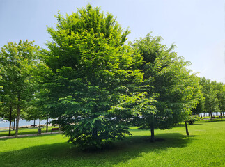 Trees of the oriental hornbeam (Carpinus orientalis) tree in a city park in May