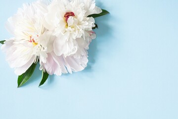 White peony flowers on a blue background. The concept of flower blossoms. Greeting card.