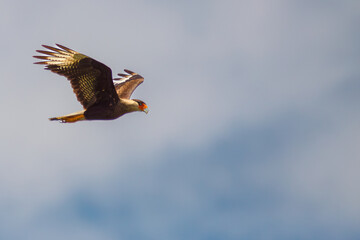 eagle in flight