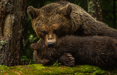 Obraz premium She-bear with cubs