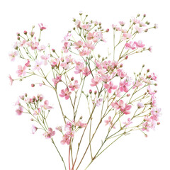 Fototapeta premium Beautiful pink cherry blossom tree branch with flowers, in a spring garden illustration
