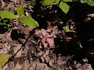 Among the young saplings of the oak, one seedling whose leaves are red is growing. Young trees in the forest.