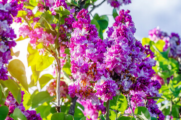 Pink lilac blossoms on bushes. Spring flowers in garden.