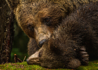 She-bear with cubs