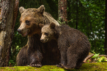 Fototapeta premium She-bear with cubs on a road in Romania