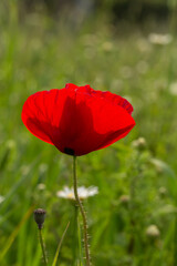 Obraz premium Blooming red flower of papaver on a green background macro photography on a summer day. Poppy with red petals close-up photo in summertime.