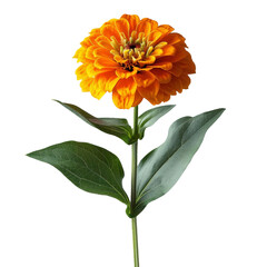 A vibrant orange zinnia in full bloom with lush green leaves on a single stem, isolated against a white background.