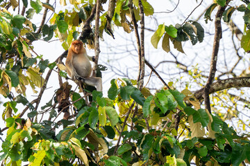 Proboscis Monkey - Nasalis larvatus, beautiful unique primate with large nose endemic to mangrove...
