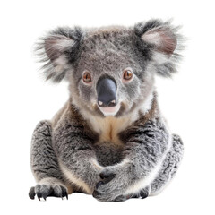 Naklejka premium Close-up image of a cute koala sitting down, showcasing its furry body and adorable face, isolated on a white background.