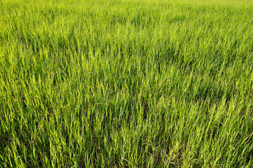 Plantação de aveia