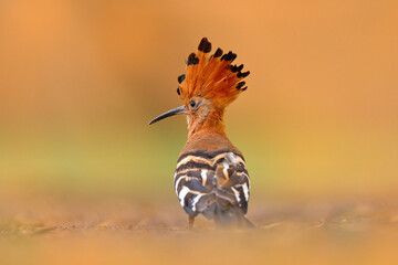 African hoopoe, Upupa africana, nice orange bird with crest sitting on ther green tree in the...