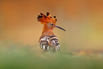 Birds of Botswana. African hoopoe, Upupa africana, nice orange bird with crest sitting on ther...