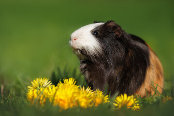 cute guinea pig posing with dandelions on grass on summer