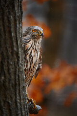 Autumn wildlife. Bird in fall forest. Goshawk, Accipiter gentilis, bird of prey sitting oh the branch in autumn forest in background, Poland in Europe. Orange nature with bird of prey, wildlife.