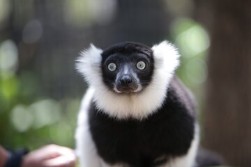 Lémur sikafa en su habitad natural