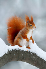 Squirrel with big orange tail. Feeding scene on the tree. Cute orange red squirrel eats a nut in winter scene with snow,  Germany. Wildlife nature. © ondrejprosicky