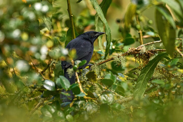Melodious blackbird, Dives dives, black New World tropical bird in the green junge forest vegetation, Costa Rica. Wildlife nature, melodious blackbird in the habitat. Birdwatching in Central America.