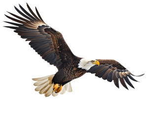 Naklejka premium American bald eagle in flight in sky on transparent background