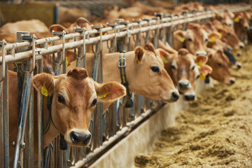 Cute Jersey cows on a modern farm in Denmark