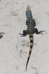 Fotografía de Iguana al aire libre sobre la arena de la playa en el parque nacional de Manuel Antonio en Costa Rica
