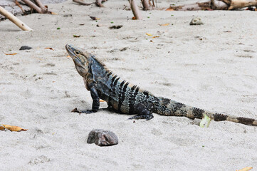 Iguana salvaje al aire libre sobre la arena de la playa en el parque nacional  de Manuel Antonio en Costa Rica.