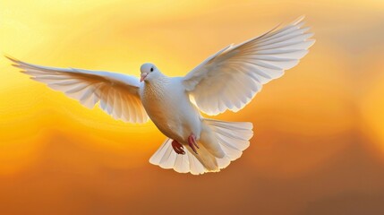 Graceful dove in flight at sunset