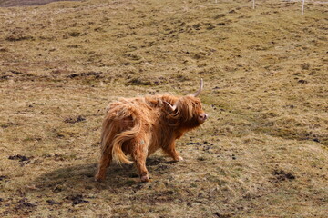 The Highland is a Scottish breed of rustic cattle at the Faroe Islands