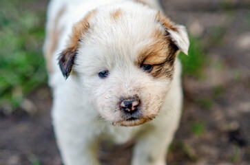 Little white dog is purebred on ground