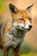 Fototapeta premium Portrait of a red fox cub in a meadow