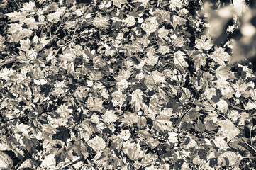 Autumn leaves in foliage season, fall colors