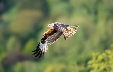 Red kite in flight against colourful background