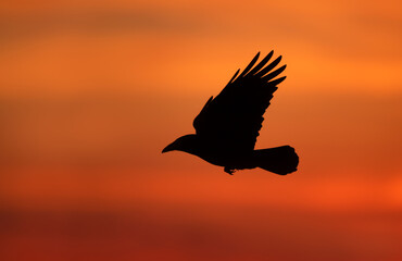 Silhouette of carrion crow in flight at sunset