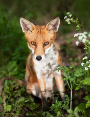 Portrait of a cute red fox cub sitting in a forest