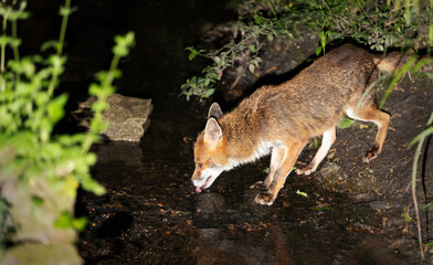 Portrait of a red fox drinking water from a stream in a forest
