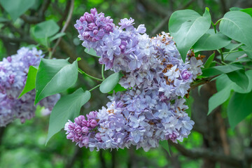 Blooming fragrant branch of lilac flower katherine havemeyer in garden. Bush syringa vulgaris of...