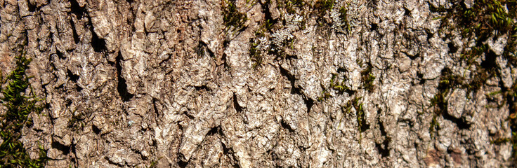 Fragment of the bark of an old tree close-up. Color fantasy on the theme of the texture of the bark...