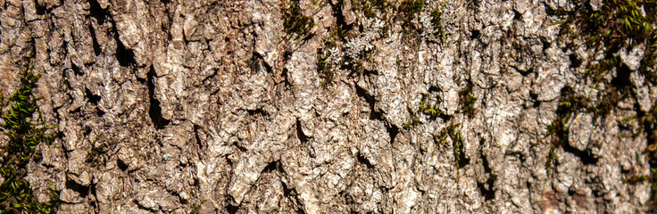 Fragment of the bark of an old tree close-up. Color fantasy on the theme of the texture of the bark of an old tree. Tree bark texture and background. Relief prints of tree bark.