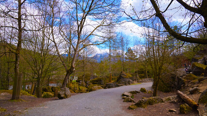 trees in the forest