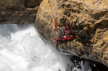Red Rock Crab, grapsus adscensionis, also know as Sally Lightfoot Crab, on rocks at the water's edge, Playa de la Pared, Fuerteventura