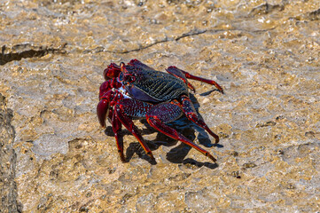 Red Rock Crab, grapsus adscensionis, also know as Sally Lightfoot Crab, on rocks at the water's edge, Playa de la Pared, Fuerteventura