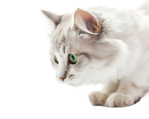 Siberian or Ragdoll Watching something on transparent background