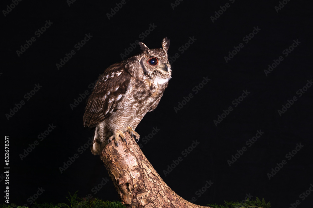 Poster a close up portrait of a vermiculated eagle owl perched on a stump. taken against a dark background 