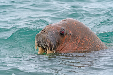 A Walrus Emerging From the Water With Red Eyes Watching